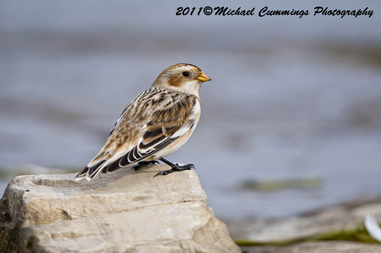 Small Birds