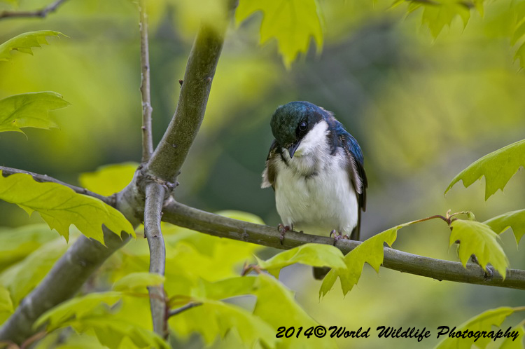 Small Birds