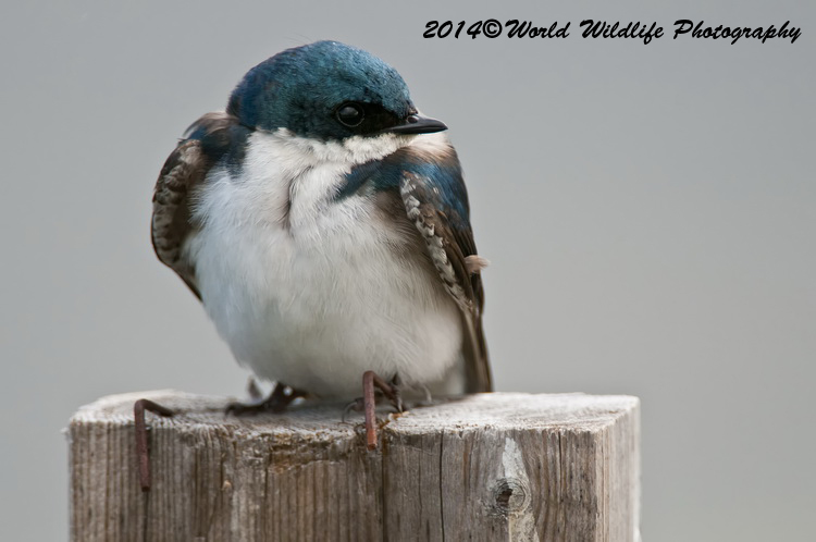 Small Birds