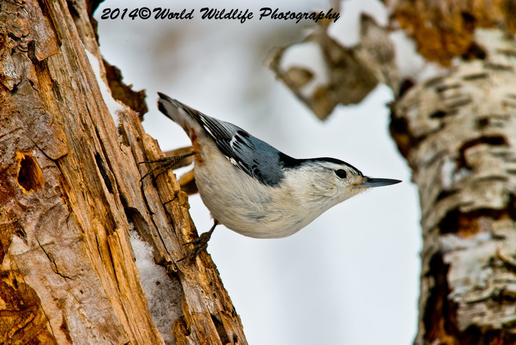 Small Birds