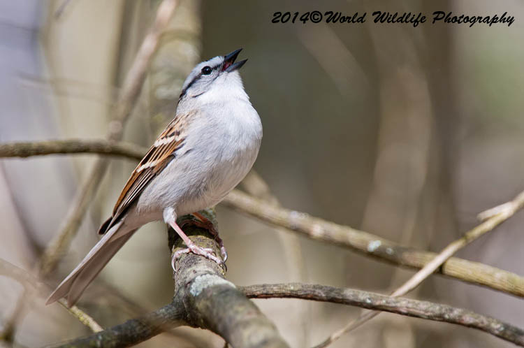Sparrows