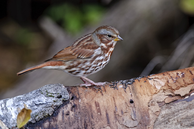 Sparrows