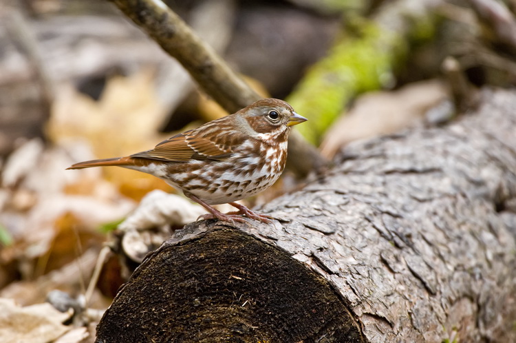 Sparrows