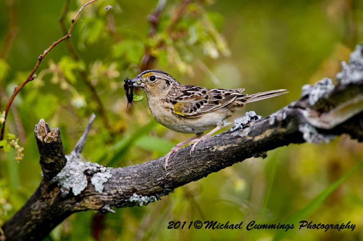 Sparrows