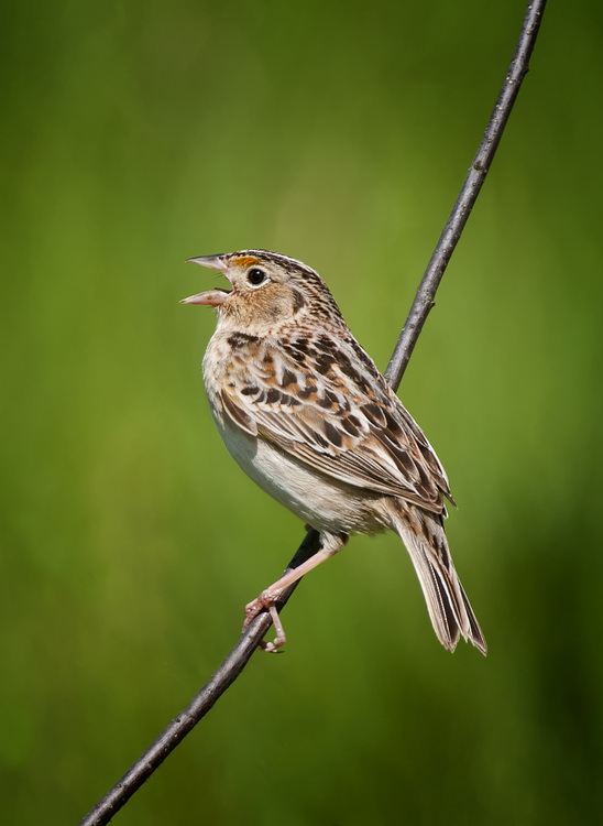 Sparrows