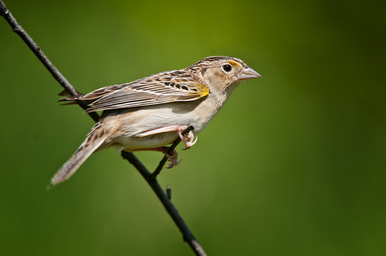 Sparrows