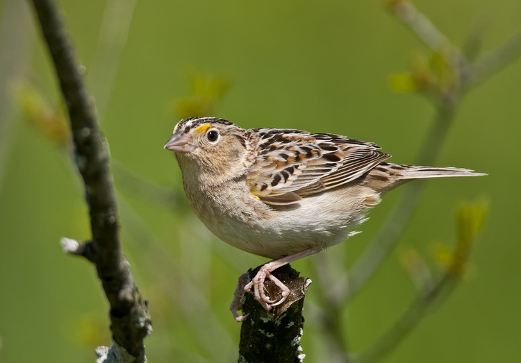 Sparrows