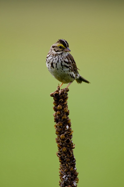 Sparrows
