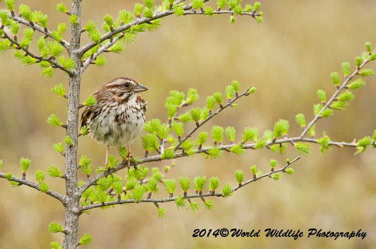 Sparrows