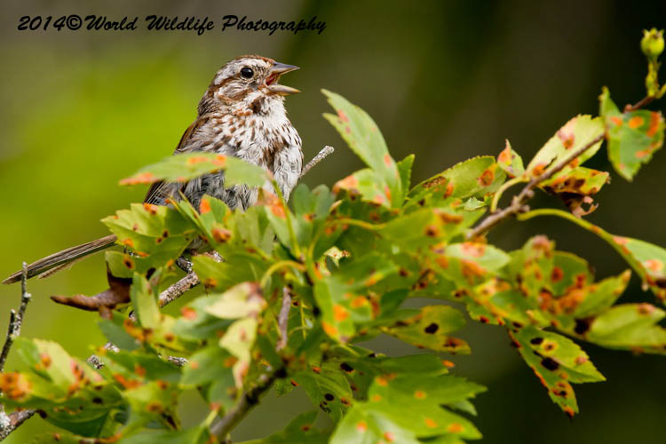 Sparrows
