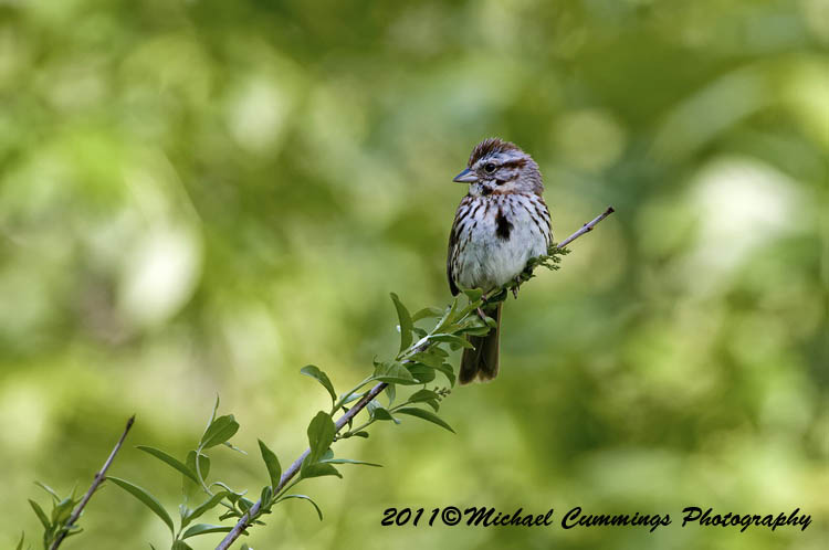 Sparrows