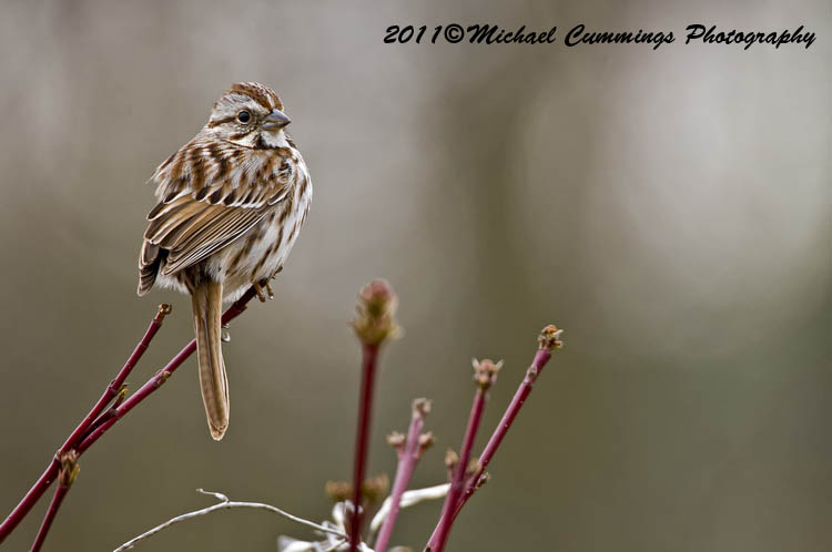 Sparrows