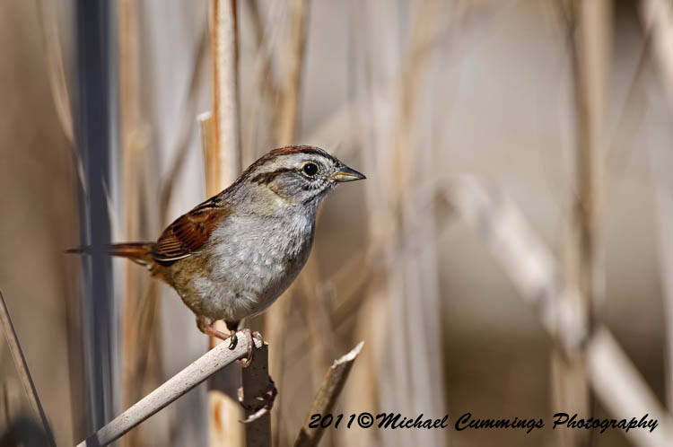 Sparrows