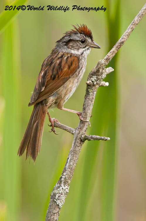 Sparrows