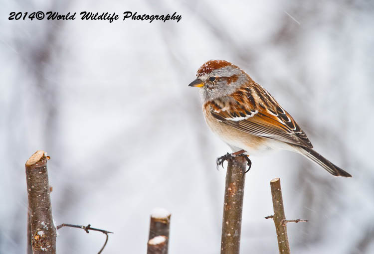 Sparrows