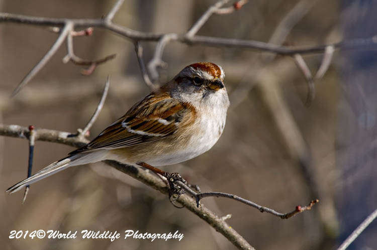 Sparrows
