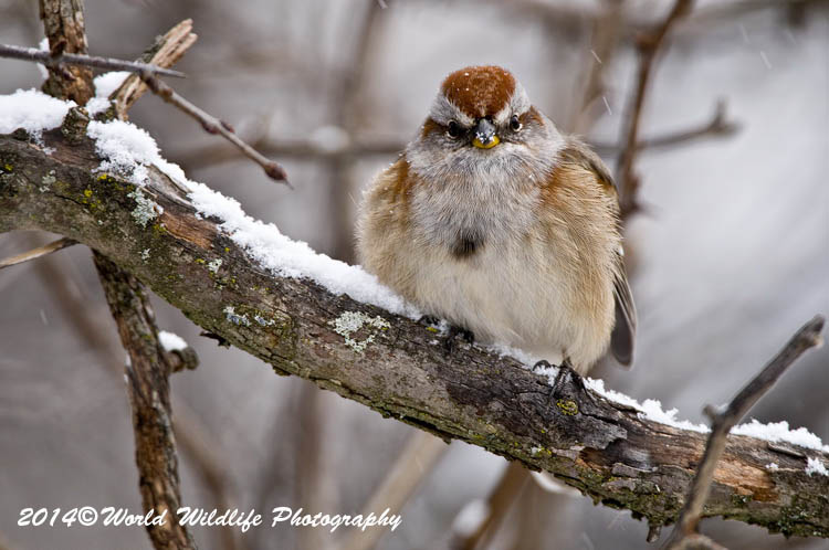 Sparrows