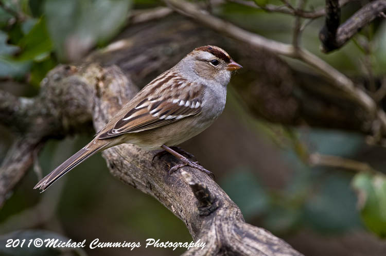 Sparrows
