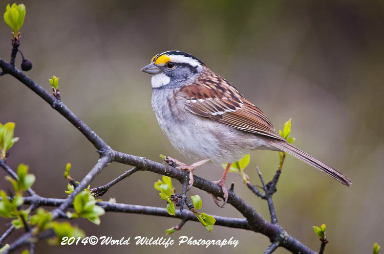 Sparrows