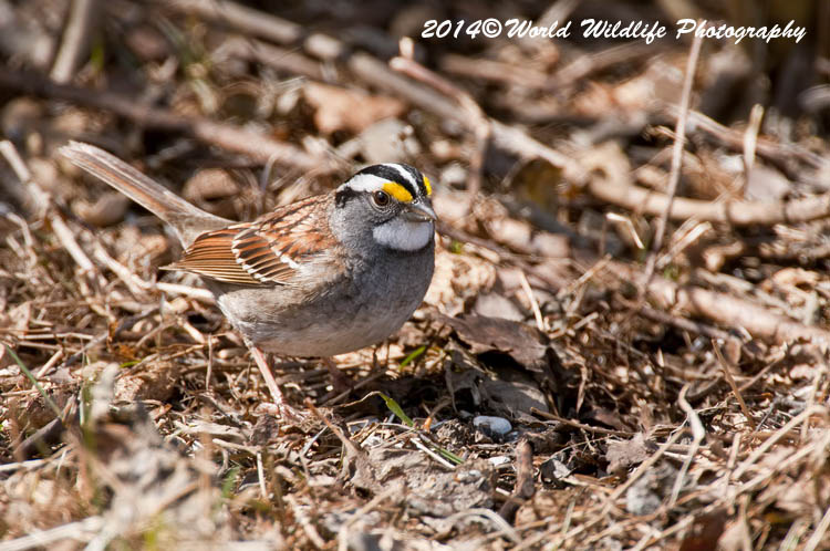 Sparrows