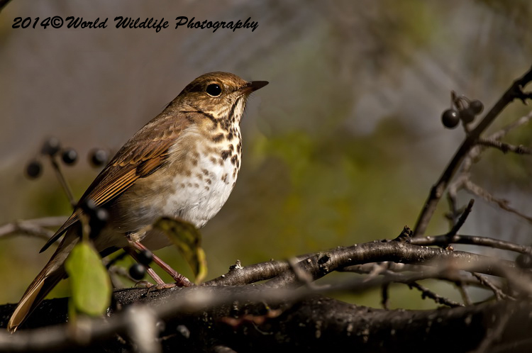 Thrushes
