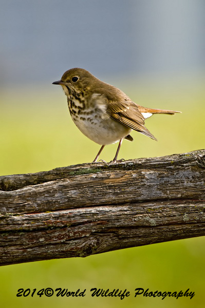 Thrushes