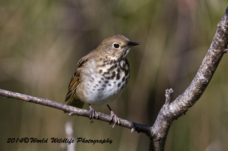 Thrushes