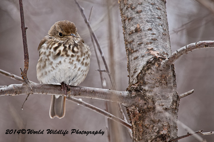 Thrushes