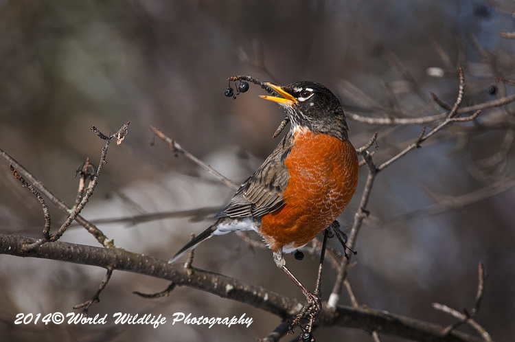 Thrushes