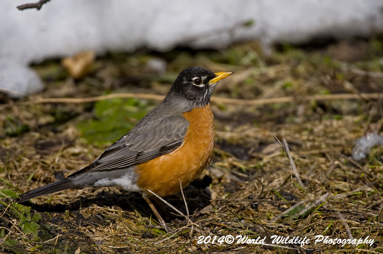 Thrushes