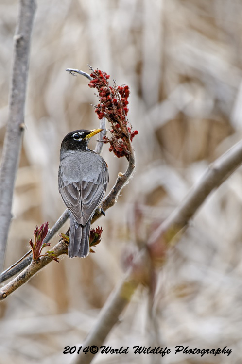 Thrushes