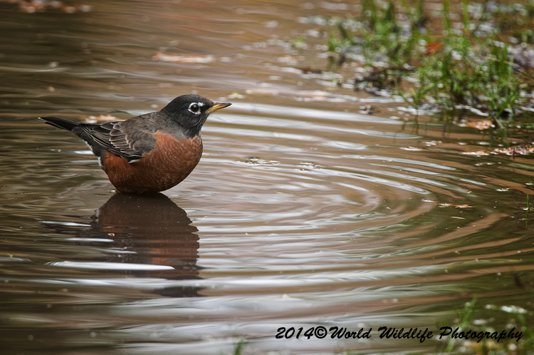 Thrushes