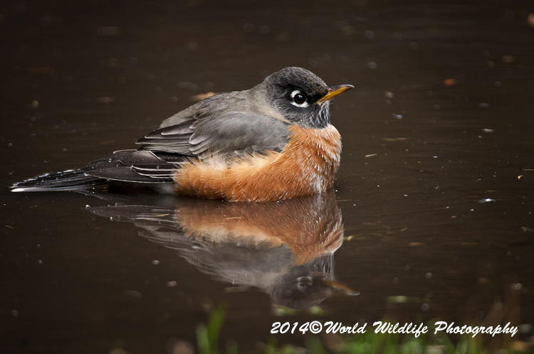 Thrushes