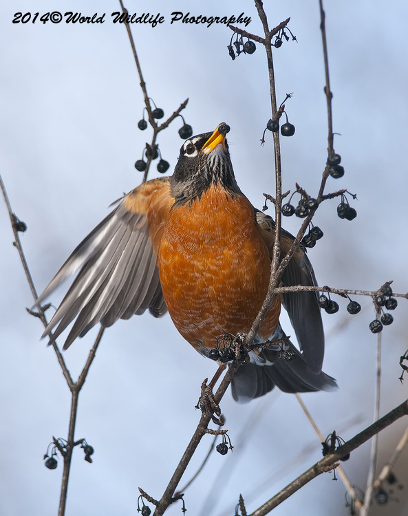 Thrushes