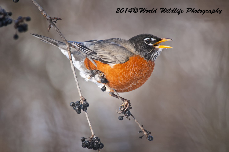 Thrushes