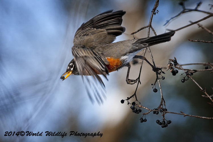 Thrushes