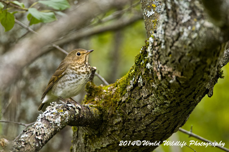Thrushes