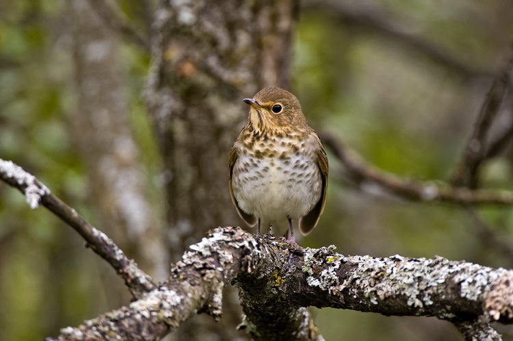Thrushes