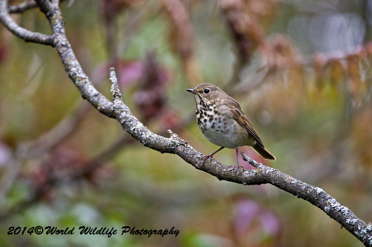 Thrushes