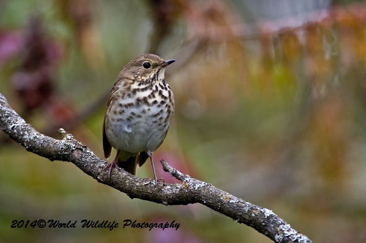 Thrushes