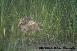 American Bittern