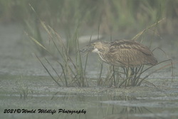 American Bittern