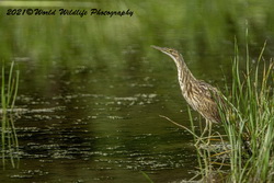 American Bittern