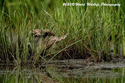 American Bittern