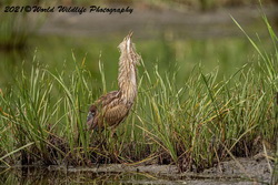 American Bittern