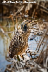 American Bittern