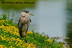 Blue Heron