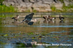 Blue Heron