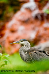 Blue Heron