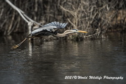 Blue Heron